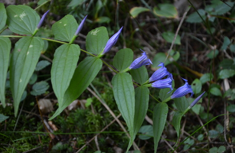 Schwalbenwurz-Enzian (Gentiana asclepiadea) - © Bernard Wieser